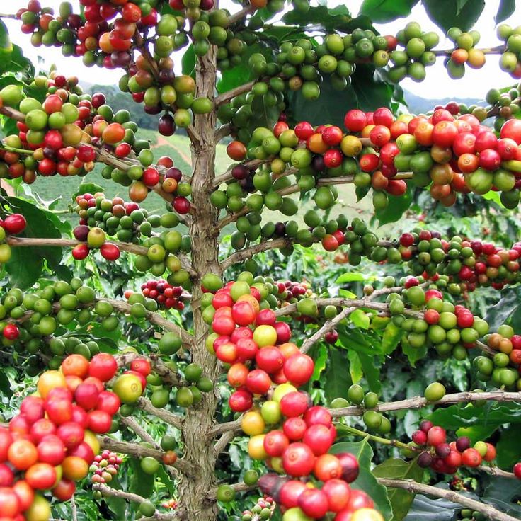 Coffee